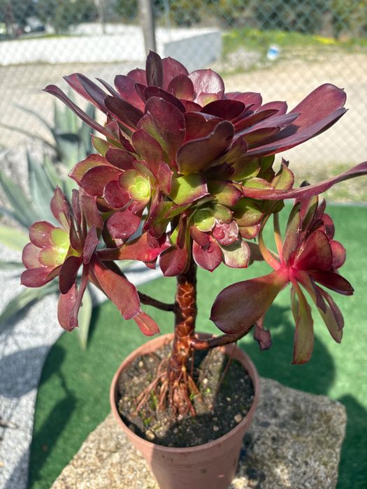 Suculentas Aeonium 3€