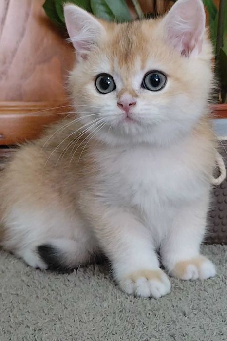 Lindo gatinho British Shorthair Golden