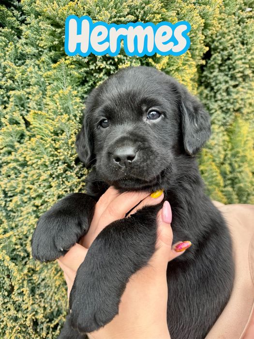 Labrador Retriever- czarny pies FCI