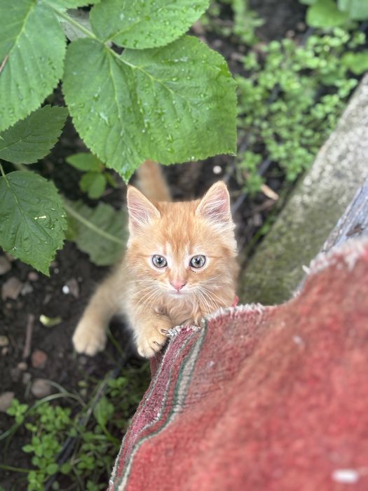 Віддам кошенят у добрі руки