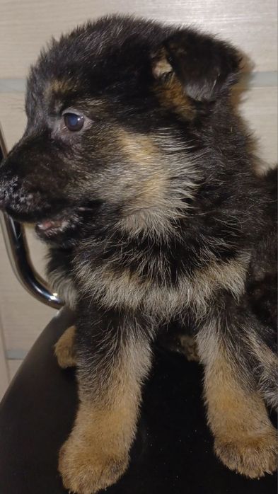 Цуценята немецької вівчарки