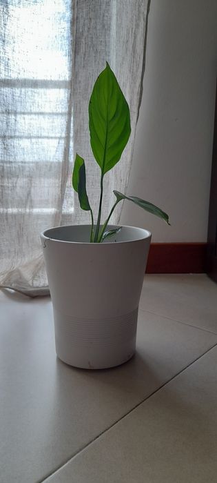 Lírios da paz (sem flor)