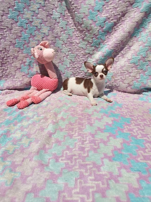 Chihuahua Fêmea Pêlo Curto