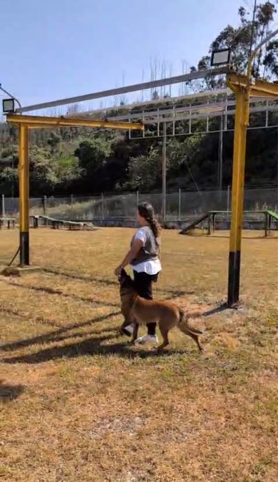 Pet Sitting/Pet walking Lisboa, Bucelas, Loures, Odivelas