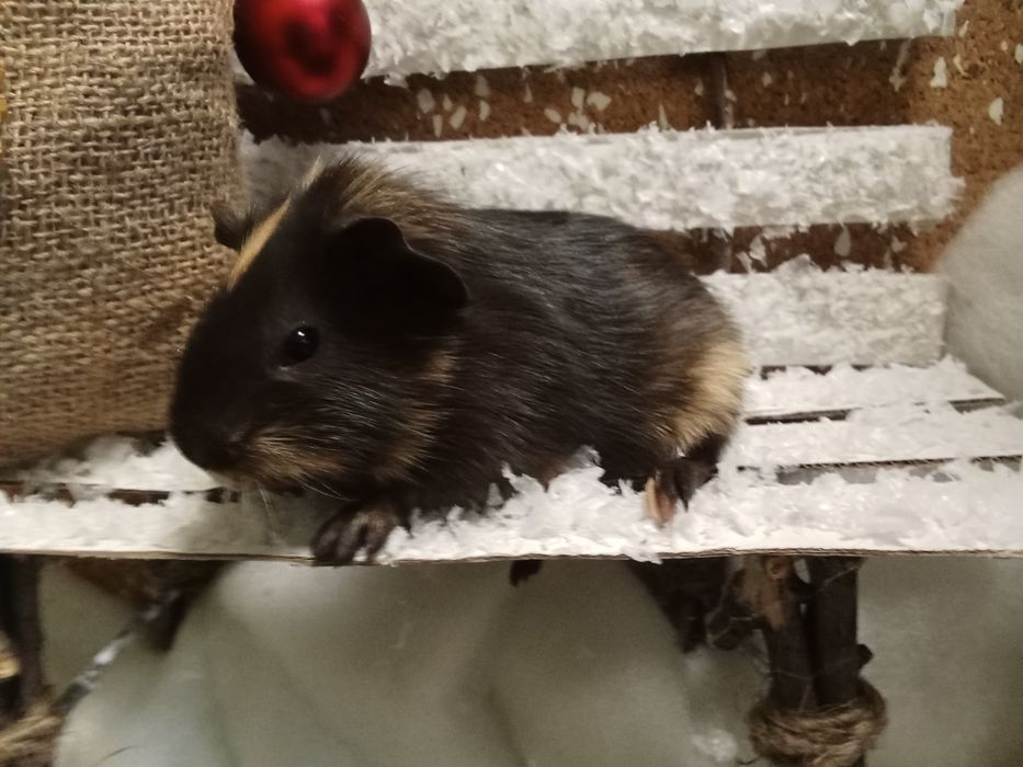 Морская   свинка