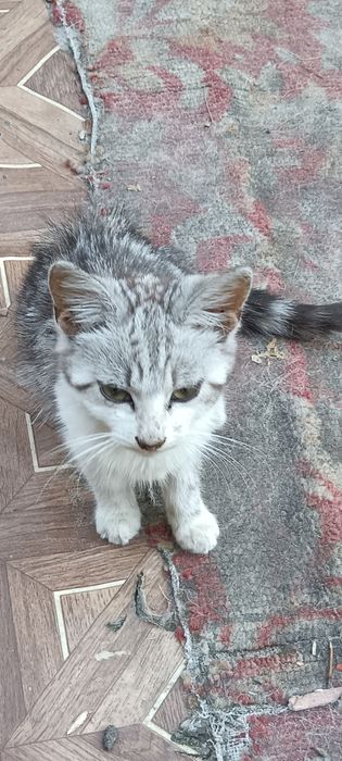 котик/кішечка /киця