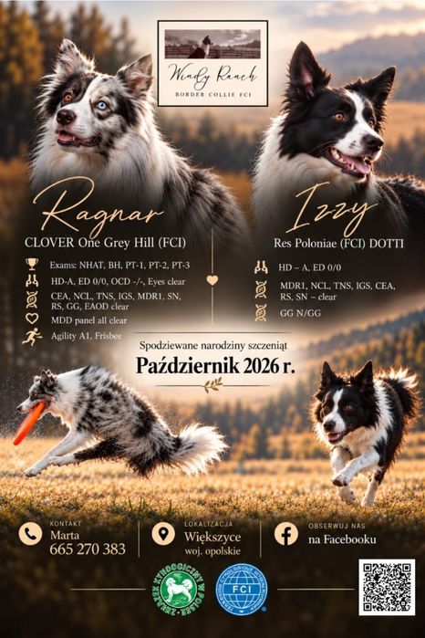Zapowiedź miotu Border Collie FCI