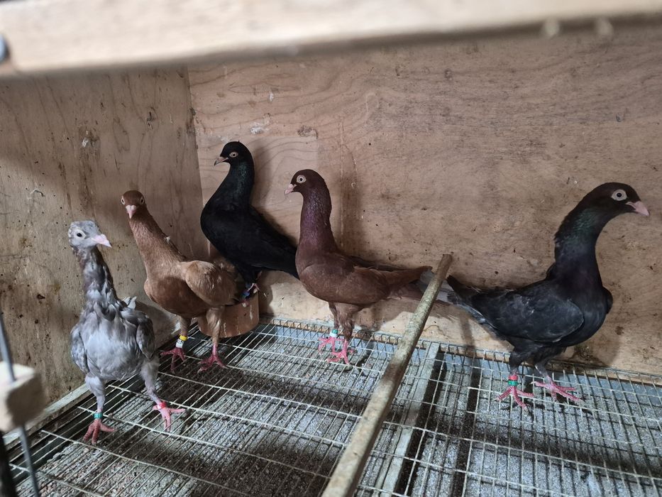 Disponíveis Tremedor de Stargard  Bruneres  Mookes  Frizadas carrieres