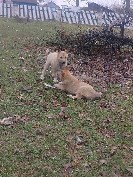 Łajka zachodniosyberyjska szczeniak