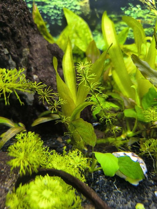 Nuzaniec szerokolistny roślina do akwarium