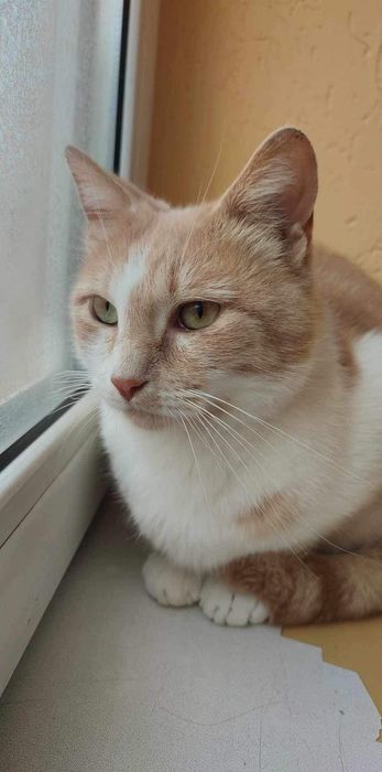 Кицьки стерилізовані, молоденькі