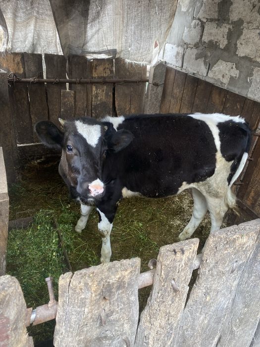 Продам молоду телицю