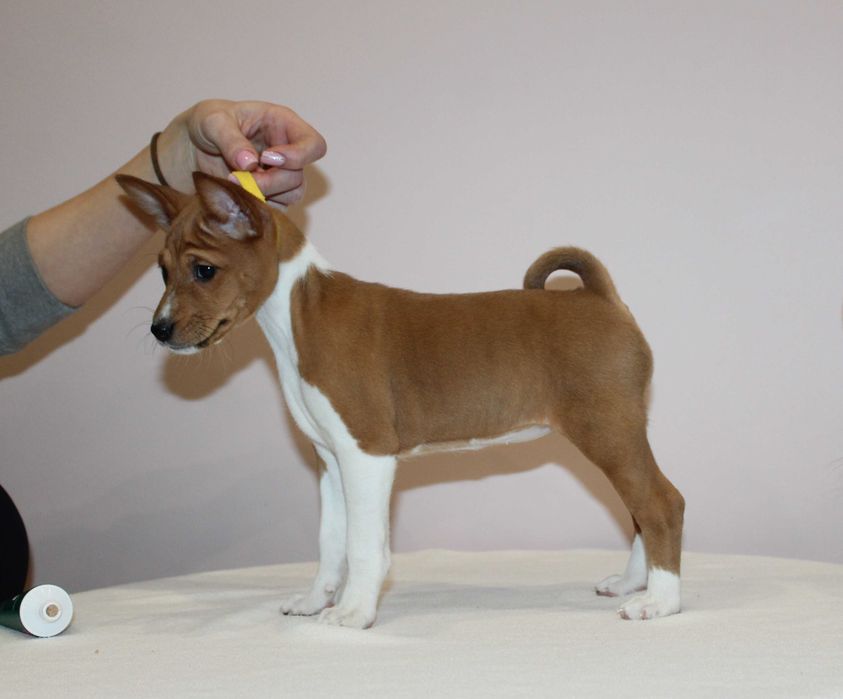 Szczenię Basenji FCI