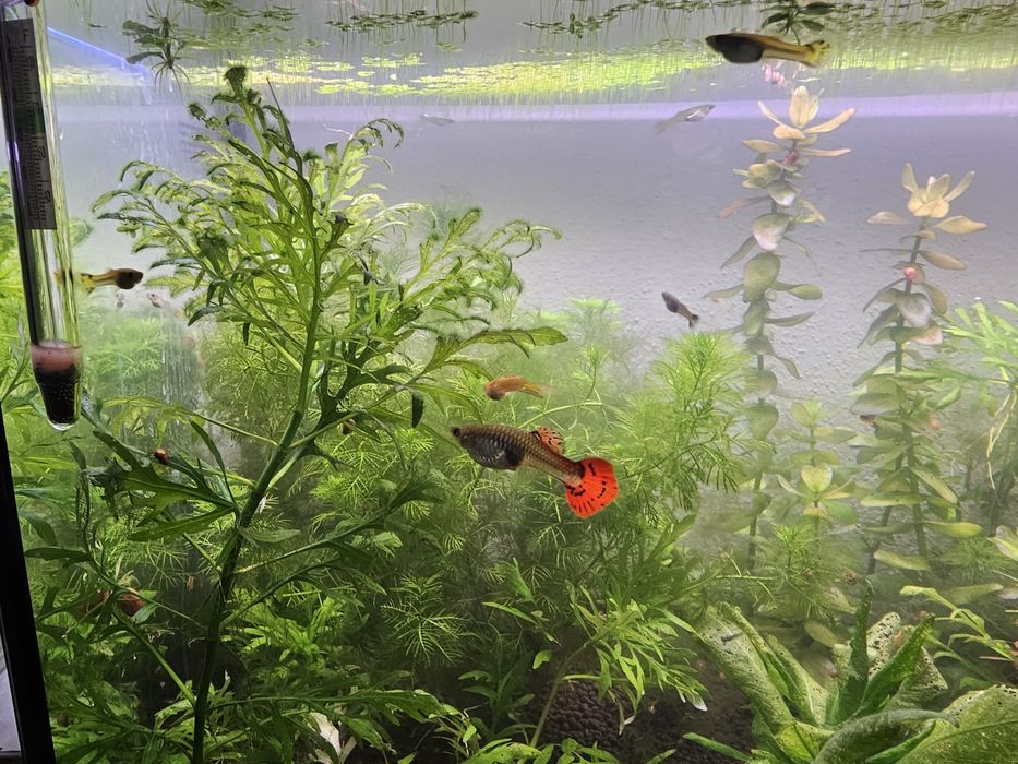 Peixe guppy sortido