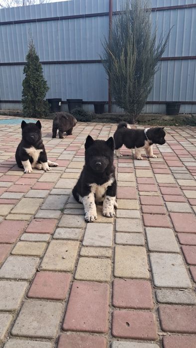 Американская  Акита  с документами