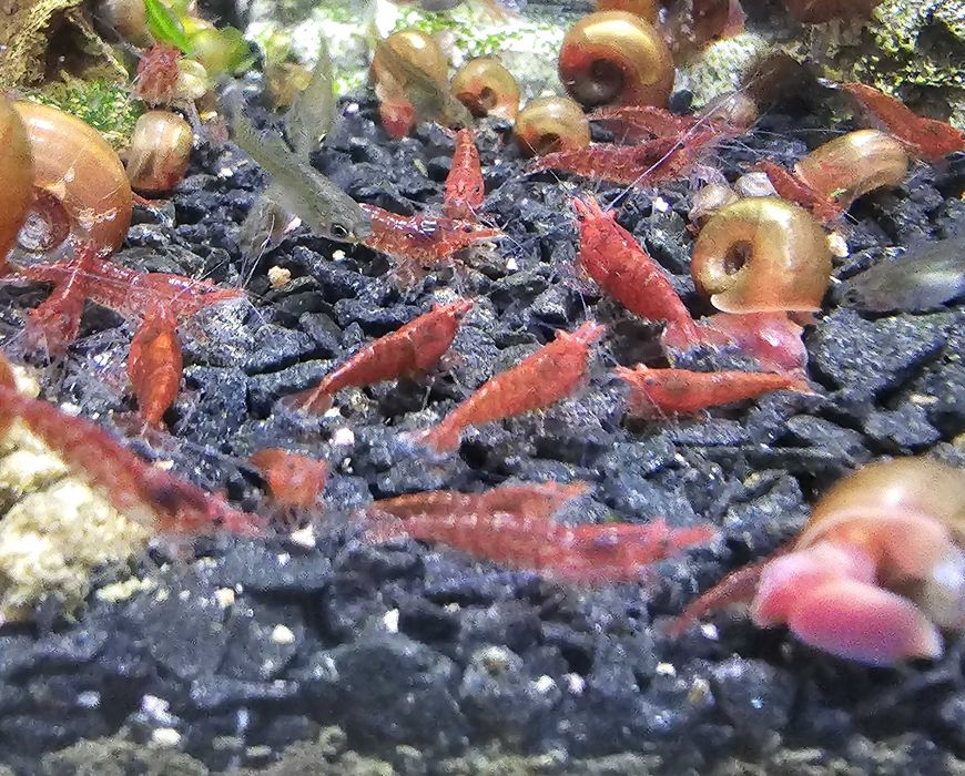 Pack de 10 camarões juvenis Red Cherry