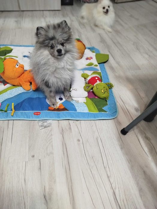 szpis pomeranian suczczka blue merle