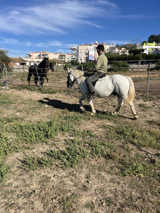 Cavalo breeton montado engatado