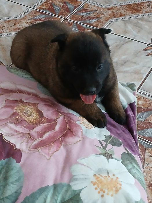 Szczenię owczarek belgijski malinois