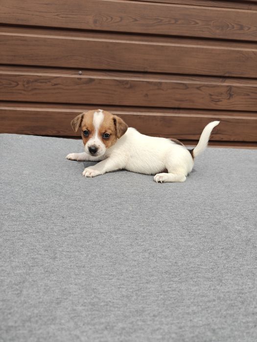 Jack Russell Terrier krótkowłosy  suczka