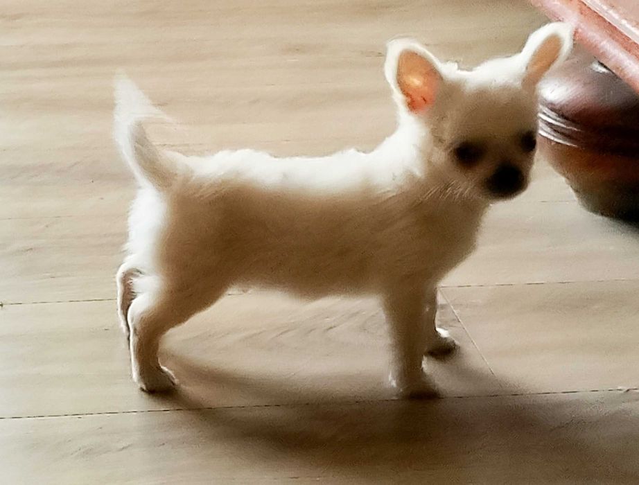 Chihuahua biały piesek długowłosy