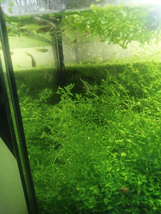 Guppies, papagaios anões e camarões