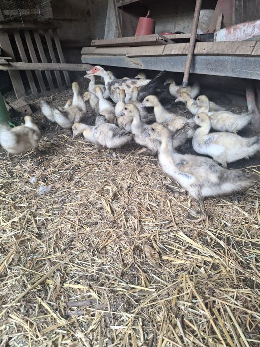 Vendo Patos  pequenos