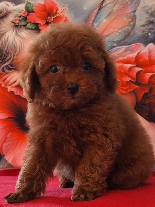Pudel Red Brown suczka z rodowodem