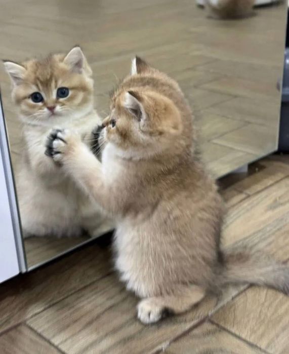 Кошеня золота шиншила