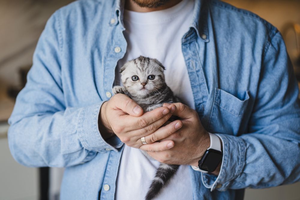 Шотландське висловухе мармурове Котеня