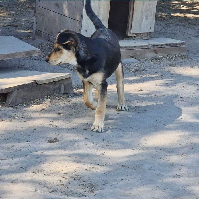 Pełna energii suczka do adopcji.