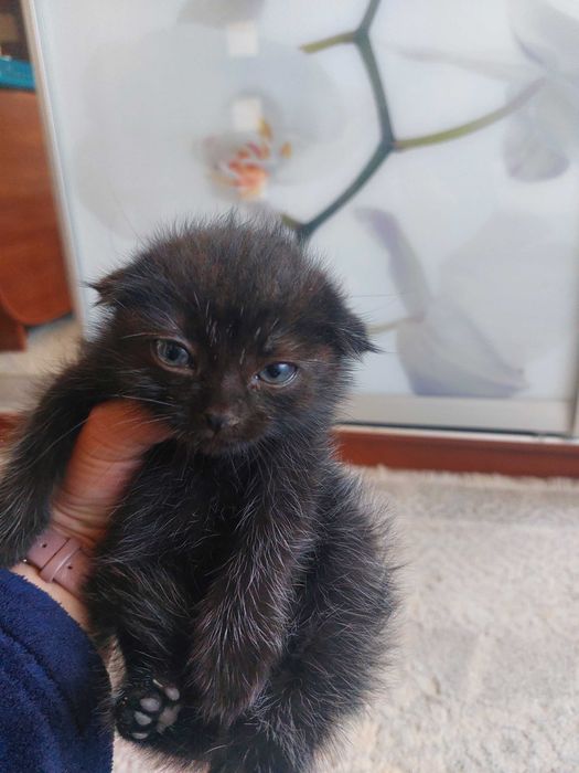 Висловухі кошенята