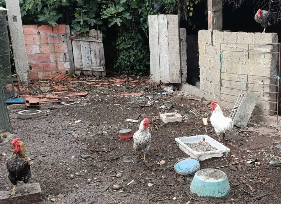 Garnizés/coquixos macho com cerca de um ano