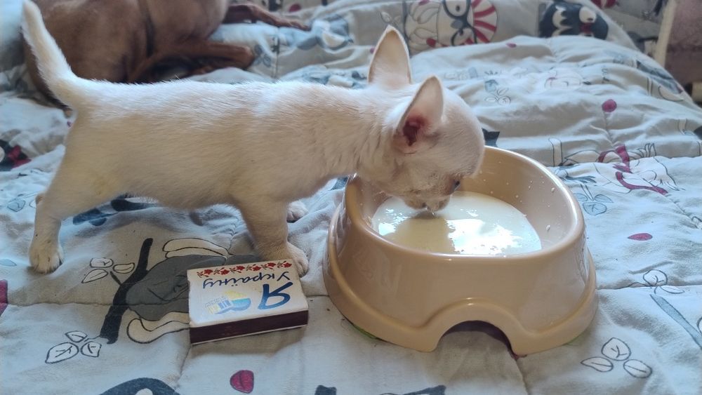 Цуценята чихуахуа з різних виводків