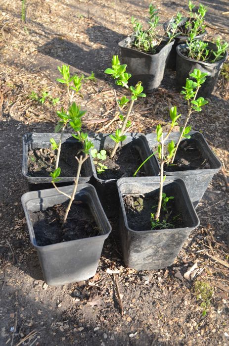 Бересклет, Калина. Бірючина, Барбарис,  Верба матсудана