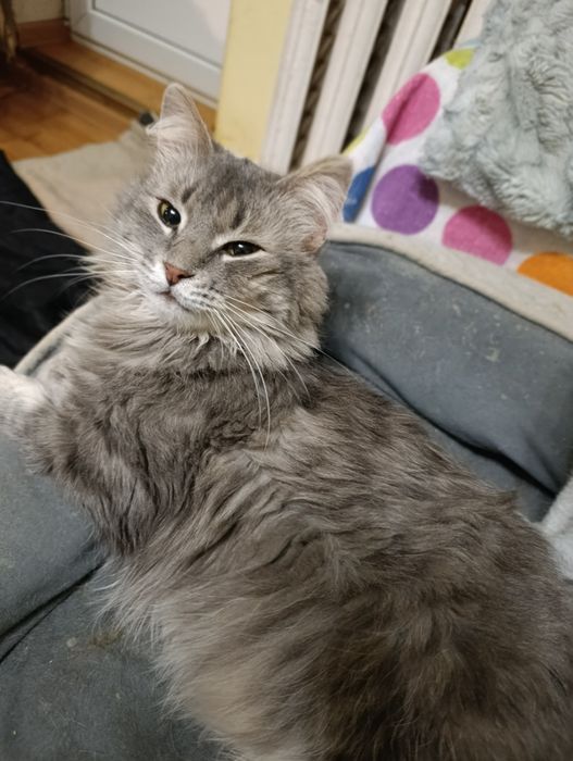 Кіт. Киця. Кошеня.