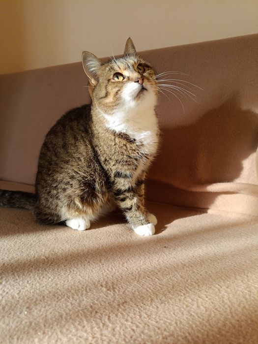 Кішечка Дана шукає родину