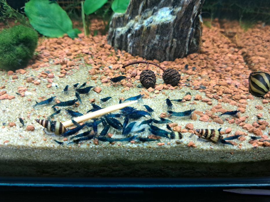 Krewetki blue velvet