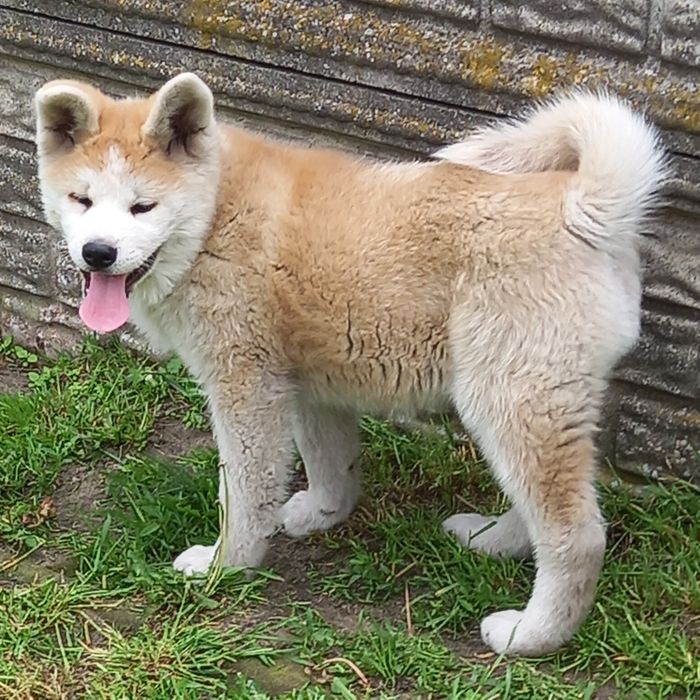 Akita Inu - suczka FCI.