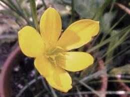 Луковичные комнатные(Зефирантес)