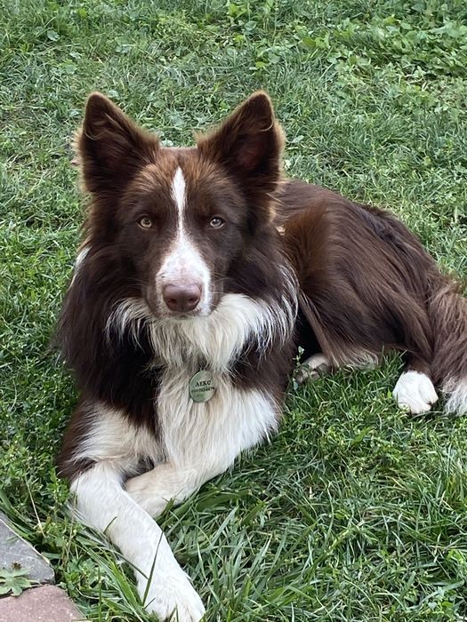 Вязка бордер колі  кобель