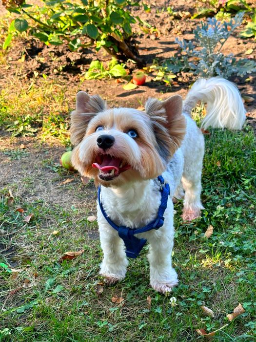 Вязка. Жених ищет невесту