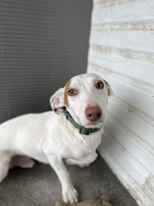 Benji- Para Adoção Responsável!