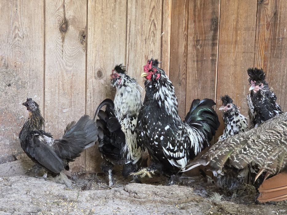 Продам павловських курей