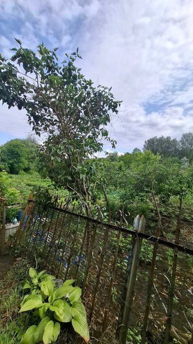 Без комиссии! Продам дом, участок, Ольшаны, Солоницевка Отг MA