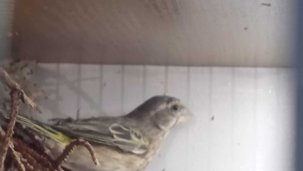 Kanarki Kulczyk Flaviventris 2024 sprowadzone z Włoch