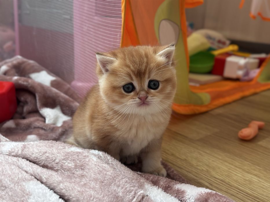 Муркотик золотої шиншили