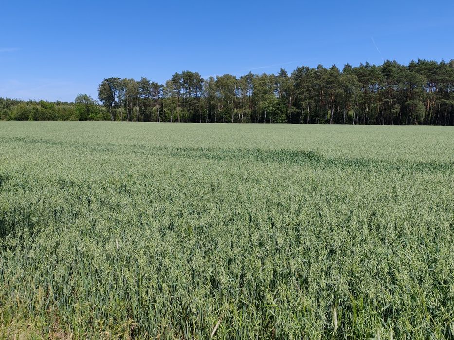 Sprzedam grunty rolne