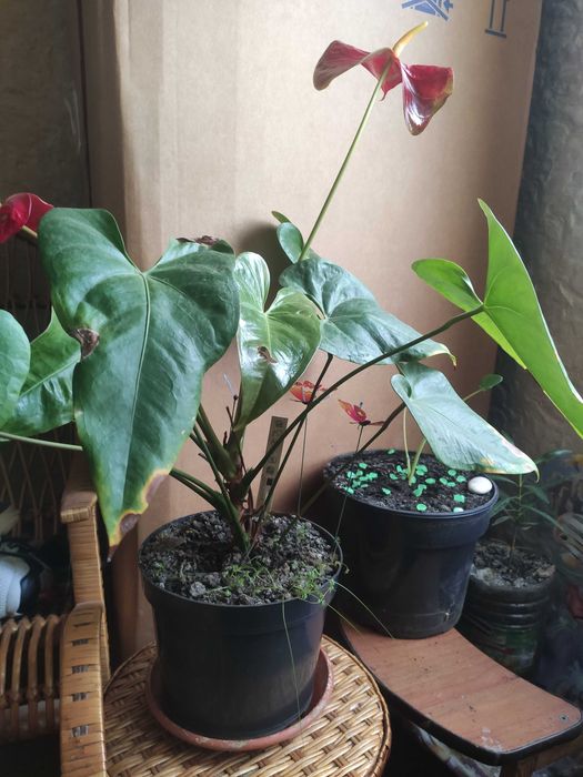 Антуриум красный