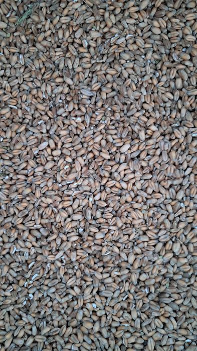 Sprzedam pszenicę jarą